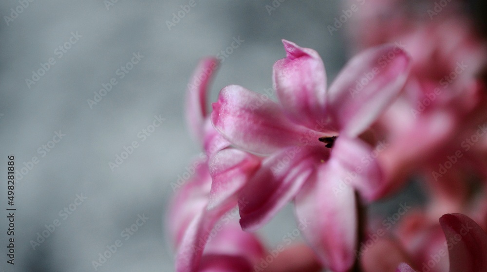 hyacinth flower close up shot