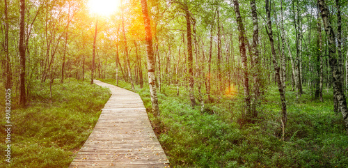 Bohlensteg durch den Karpaten-Birkenwald  im Roten Moor in der Hessischen Rhön
