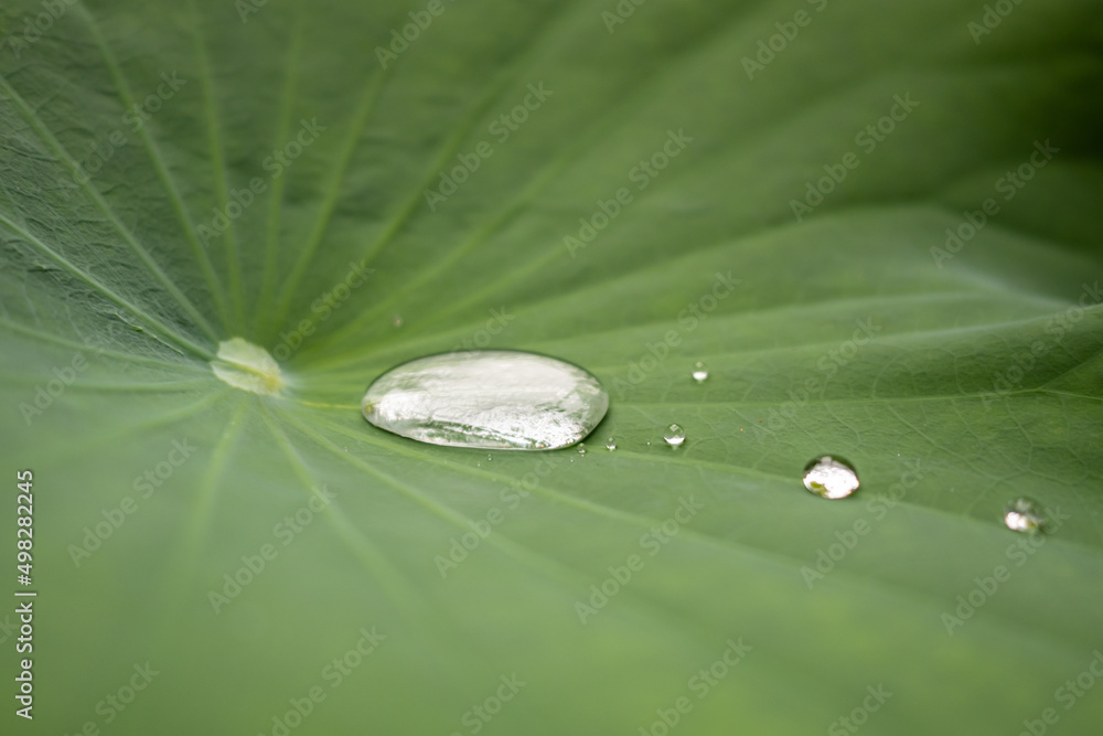 water drops on a lotus leaf water drops on a lotus leaf