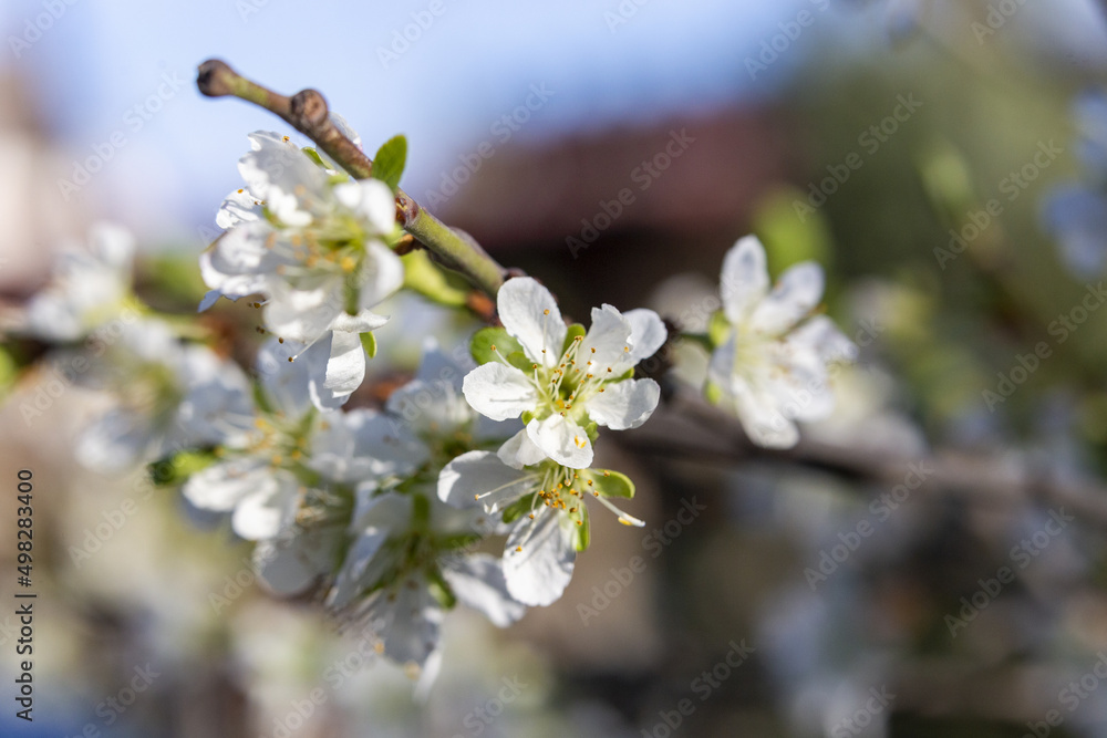 Obraz premium Blüten einer Pflaume