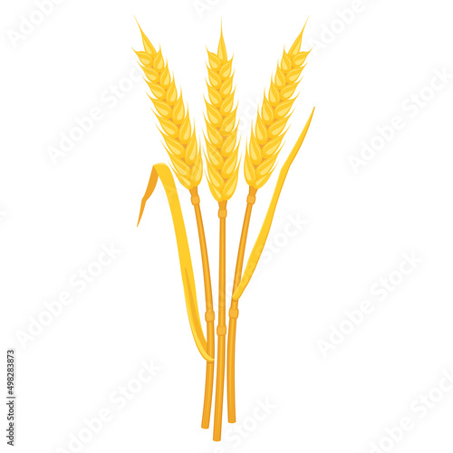 Wheat yellow ears with leaves. Stems of cereal plants. Oat harvest.