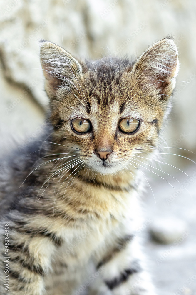 Small striped kitten on a gray blurred background Small striped kitten on a gray blurred background