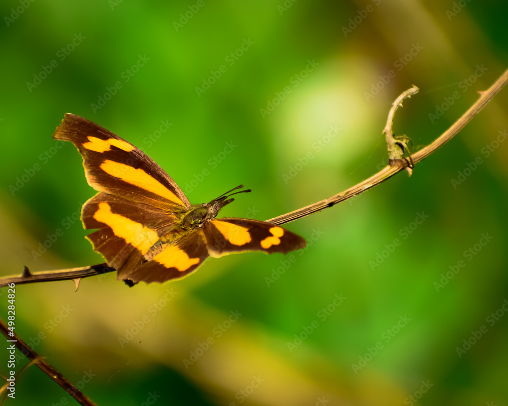 Obraz premium butterfly on a twig