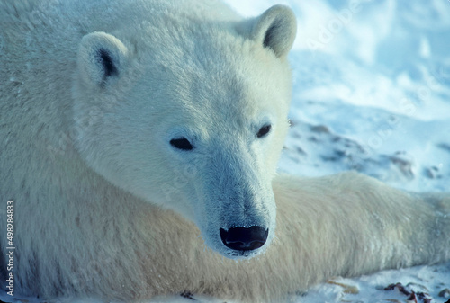 Fotografiet Close up of polar bear head
