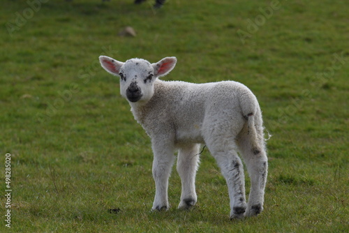 lambs in a field