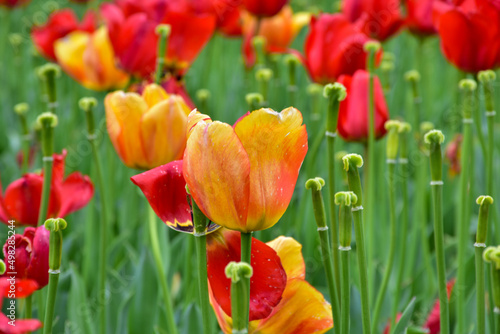 Field Of Red   Yellow Tulips