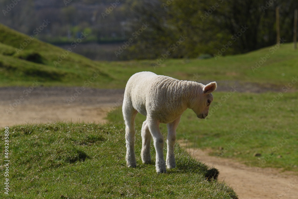 Obraz premium lambs in a field