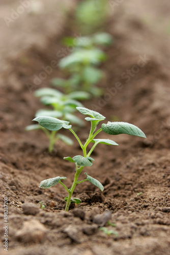 A potato seedling in the garden. Potato field