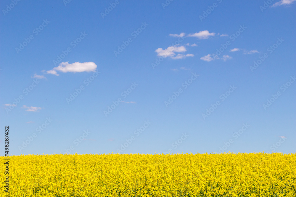 Fototapeta premium Yellow rapeseed field with deep blue sky