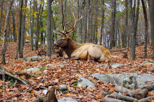 Wallpaper Mural brown deer in woods in fall looking away Torontodigital.ca