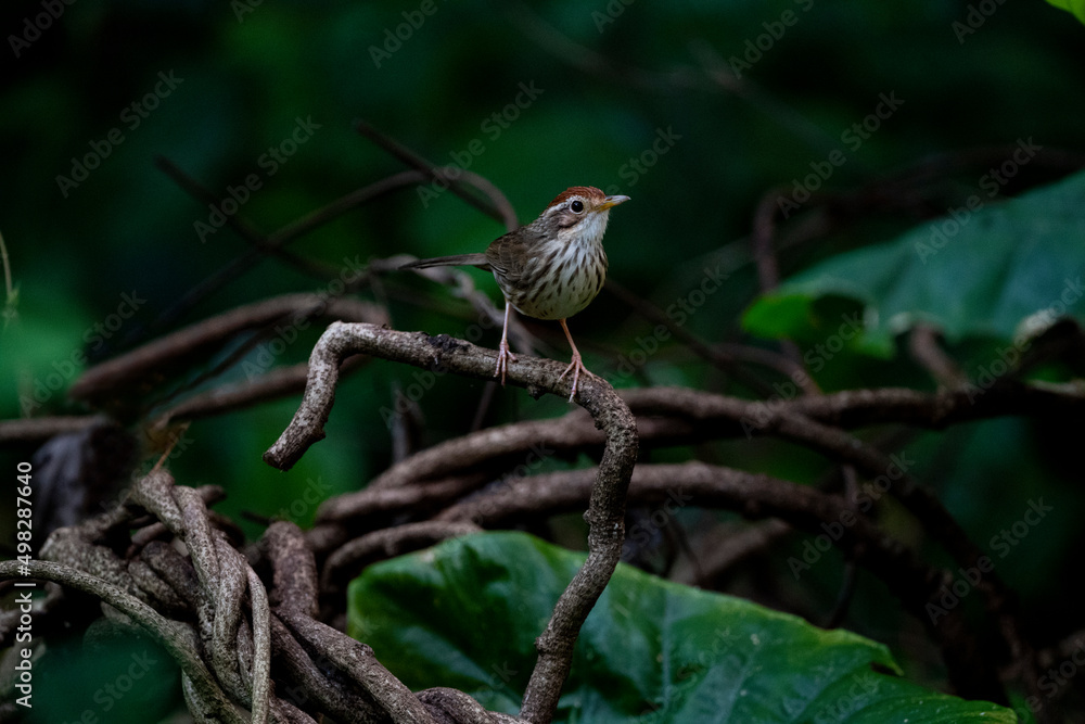 Puff - throated Babbler Puff - throated Babbler