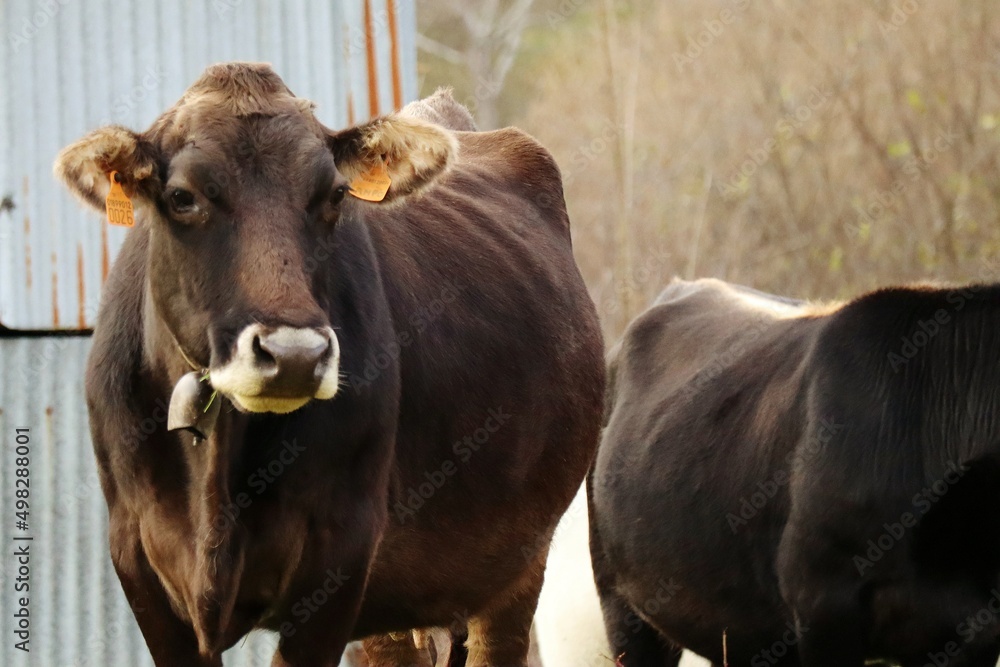 cows on the farm