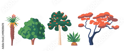 Tropical, Subtropical Rainforest Biome, Natural African, Rainforest Vegetation Aloe Ferox, Marula or Sclerocarya Birrea