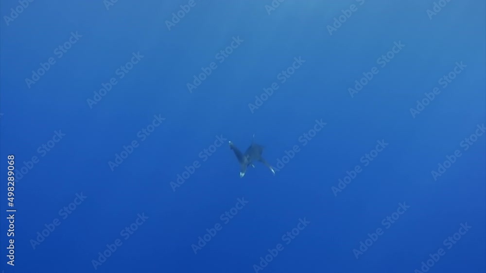 The oceanic white tip shark, Carcharhinus longimanus, is a large pelagic shark inhabiting tropical in underwater Red Sea. The oceanic white tip shark, Carcharhinus longimanus, is a large pelagic shark inhabiting tropical in underwater Red Sea.