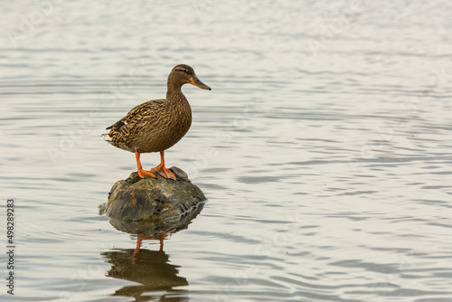 Mallard in spring in Aiguamolls De L Emporda Nature Park, Spain © Alberto Gonzalez 