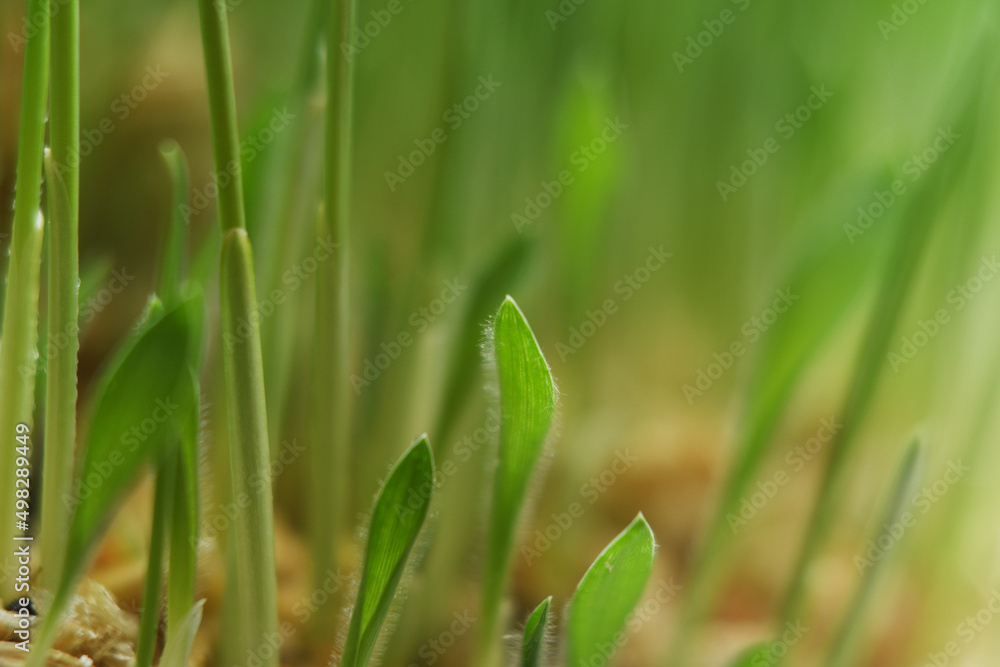 Obraz premium Close-up of growing grass in soft focus. Green background on the theme of ecology and farming