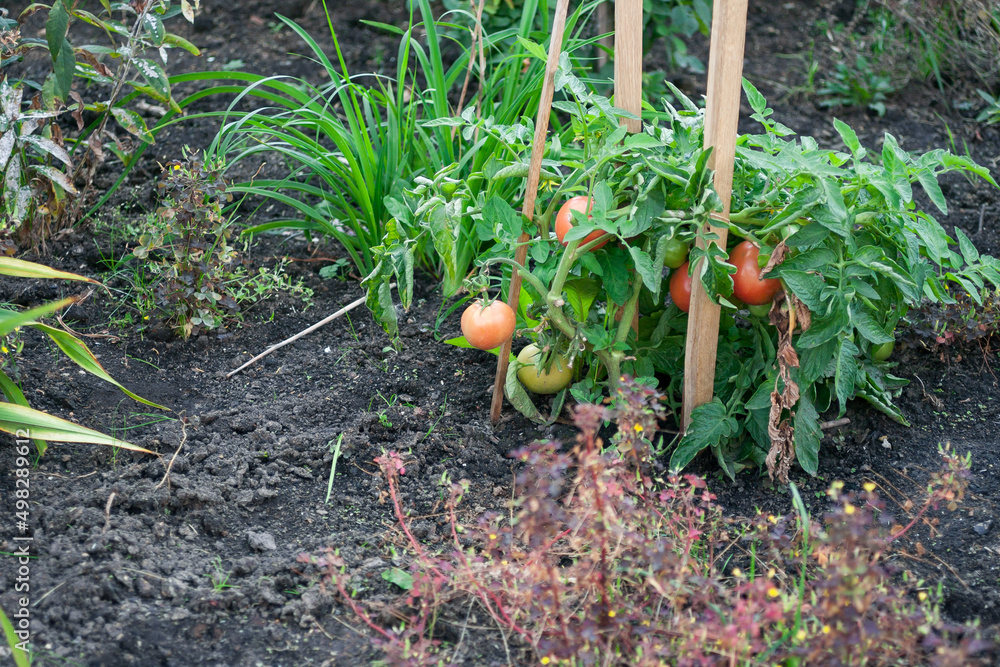 Fresh ripe tomatoes growing on the branch. Agriculture background with a free space for text in the left side of the picture Fresh ripe tomatoes growing on the branch. Agriculture background with a free space for text in the left side of the picture