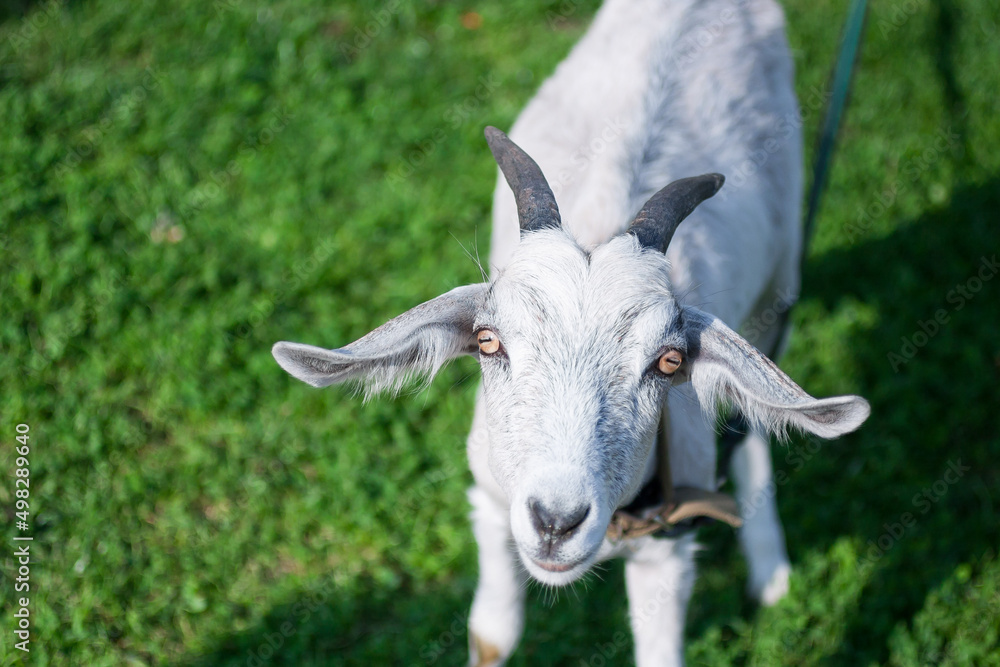 Closeup of goat looking straight into the camera, stands on fresh green grass in the countryside. Animal head in the right side of the picture. Top view.  Farming background with a free space for text
