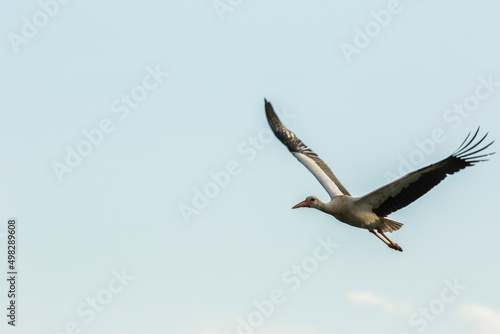 Egyptian goose in Aiguamolls De L Emporda Nature Reserve  Spain