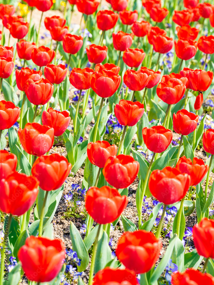 Fototapeta premium Red tulip flowers blooming in a field in spring, Nature background, Nobody