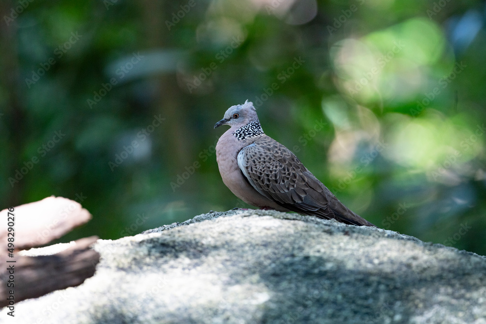 Obraz premium Spotted dove
