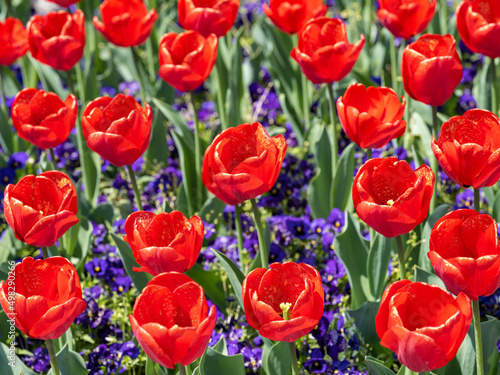 Red tulip flowers blooming in a field in spring  Nature background  Nobody 
