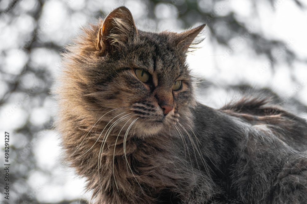 Portrait of a shaggy cat.