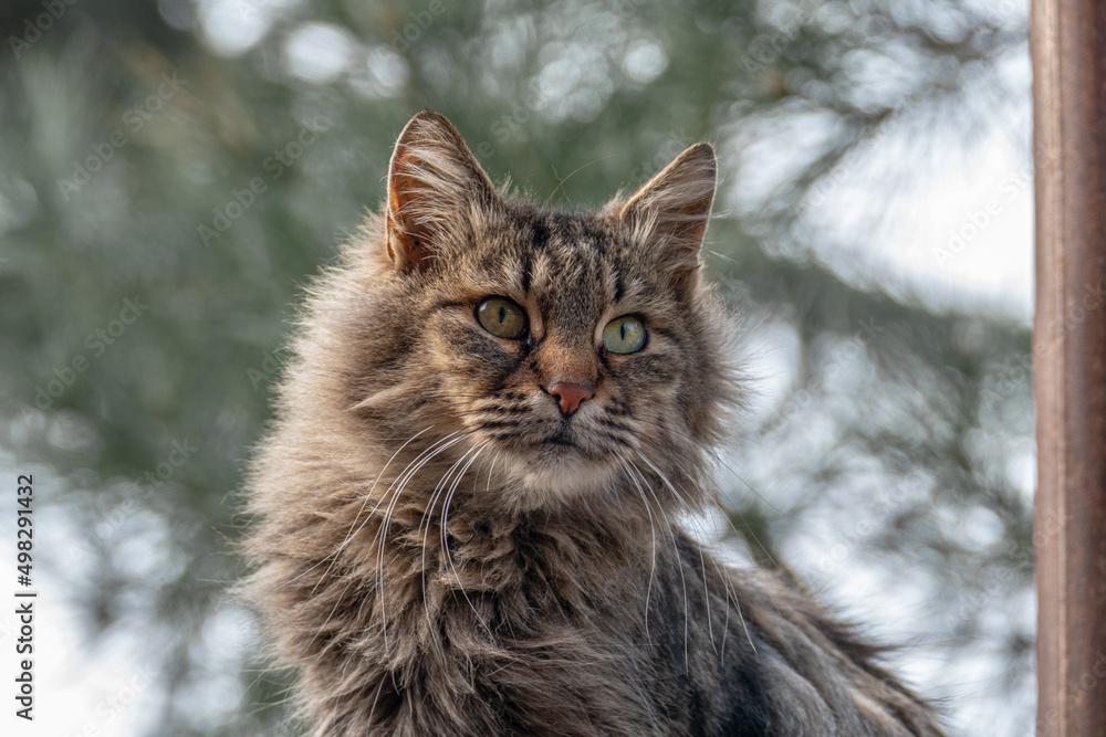 Portrait of a shaggy cat.