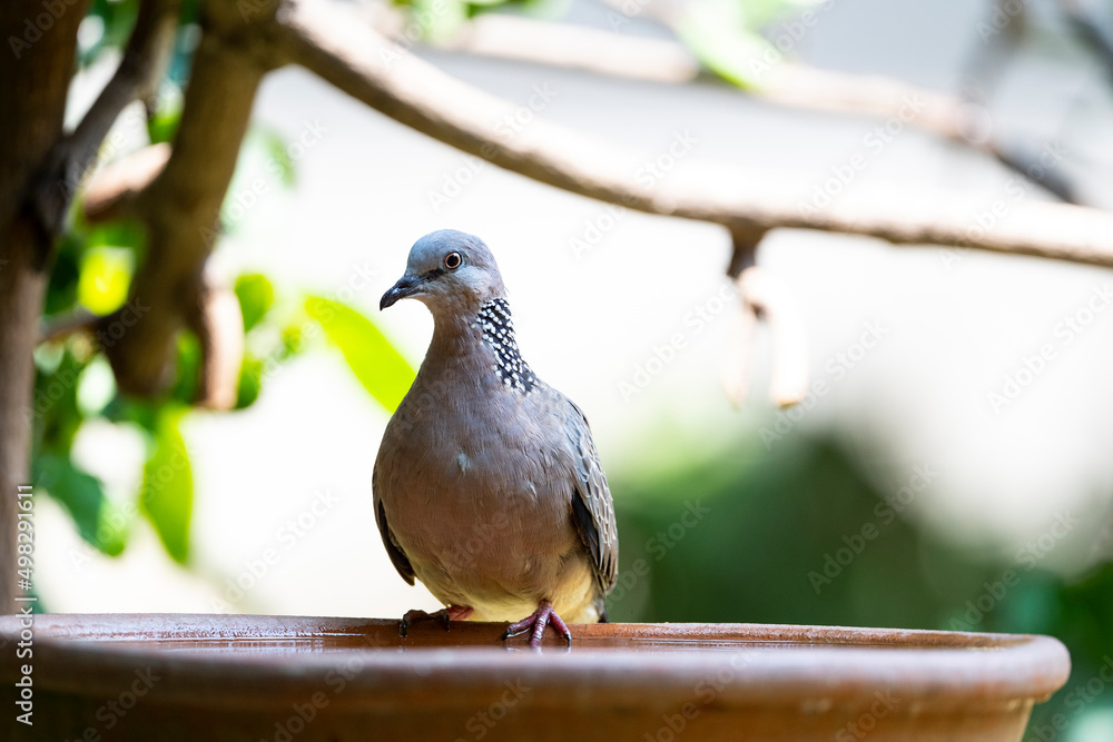 Obraz premium Spotted dove