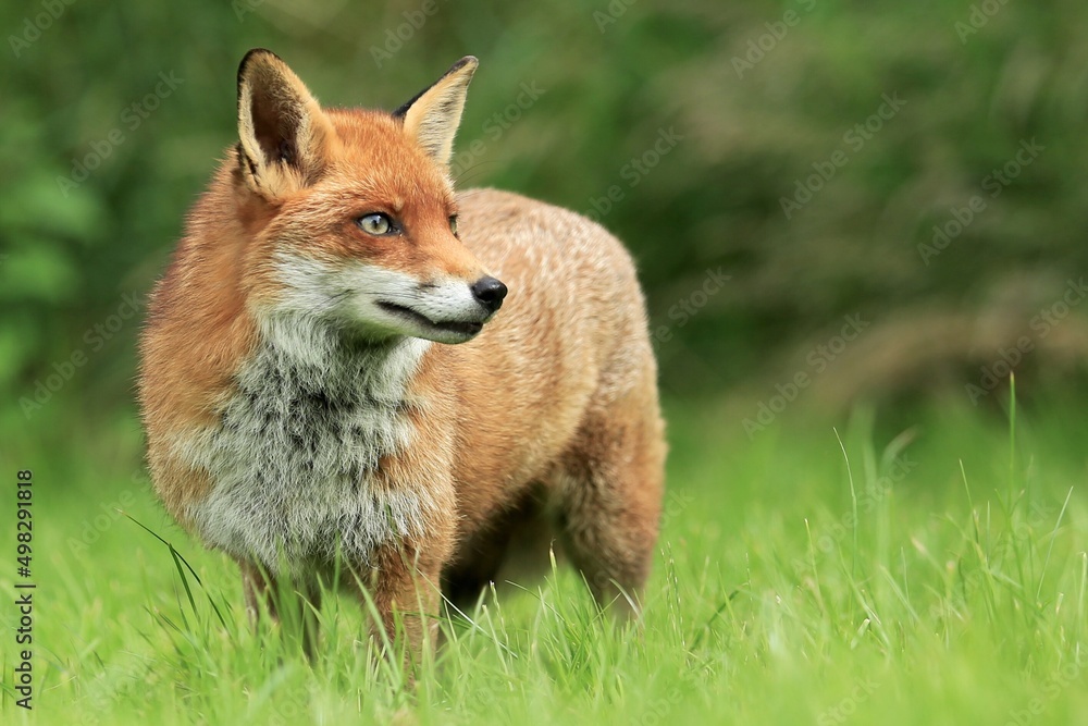 Fox Fox