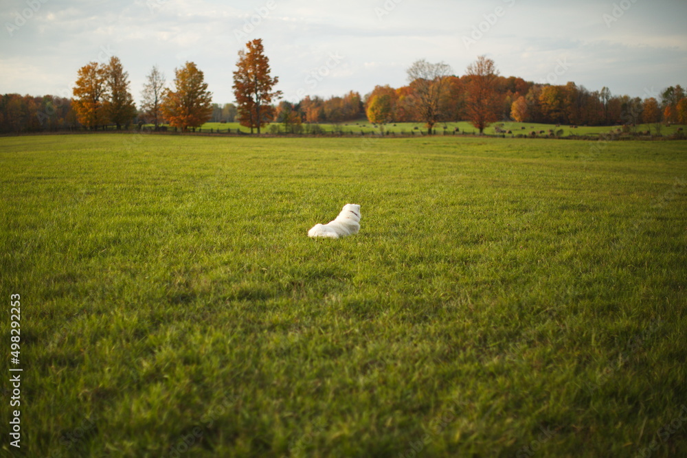 Fototapeta premium A white maremma sheepdog on a small farm in Ontario, Canada.