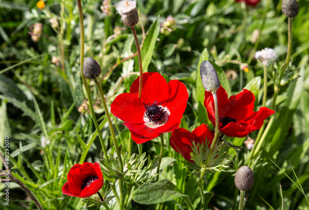 Obraz premium Red blooming anemones on a sunny summer day in a clearing close-up