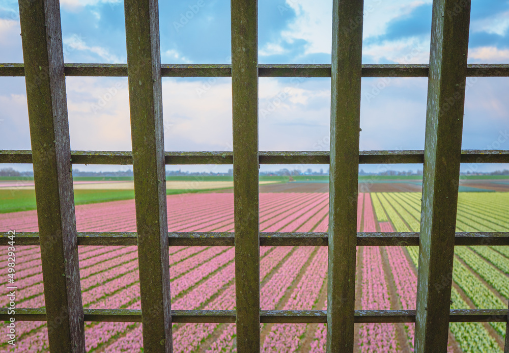 Drewniana kratownica w tle holenderskie pola z hiacyntami. Wiosna w Niderlandach na wiejskich obszarach. - obrazy, fototapety, plakaty 