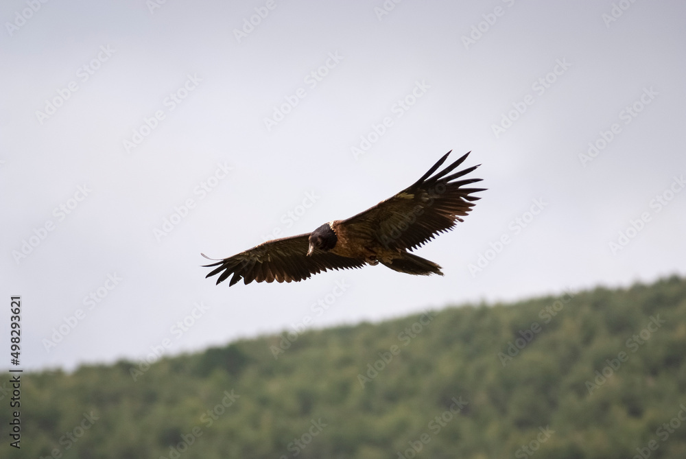 Gypaète barbu,.Gypaetus barbatus, Bearded Vulture Gypaète barbu,.Gypaetus barbatus, Bearded Vulture