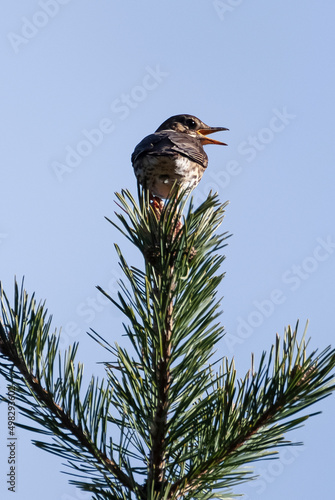 Grive musicienne,.Turdus philomelos, Song Thrush