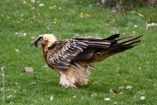 Gypa  te barbu .Gypaetus barbatus  Bearded Vulture