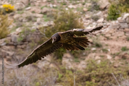 Gypaète barbu,.Gypaetus barbatus, Bearded Vulture