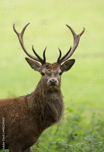 red deer stag cervus elaphus isolated from the background during the autumn rut