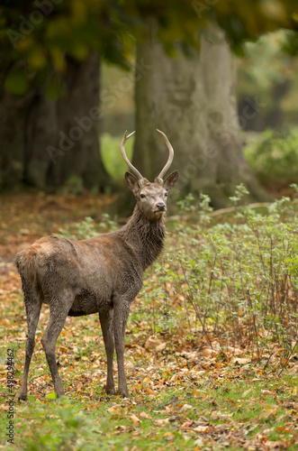 sika deer cervus nippon isolated from background during the autumn rut