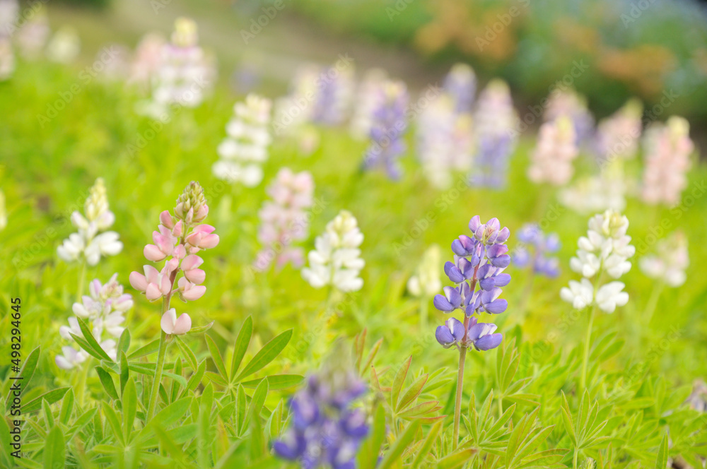 ルピナスの花畑 ルピナスの花畑