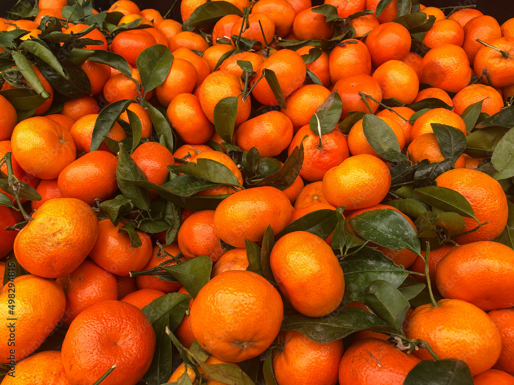 close up of a large selection of ripe orange tangerines from above no people close up of a large selection of ripe orange tangerines from above no people