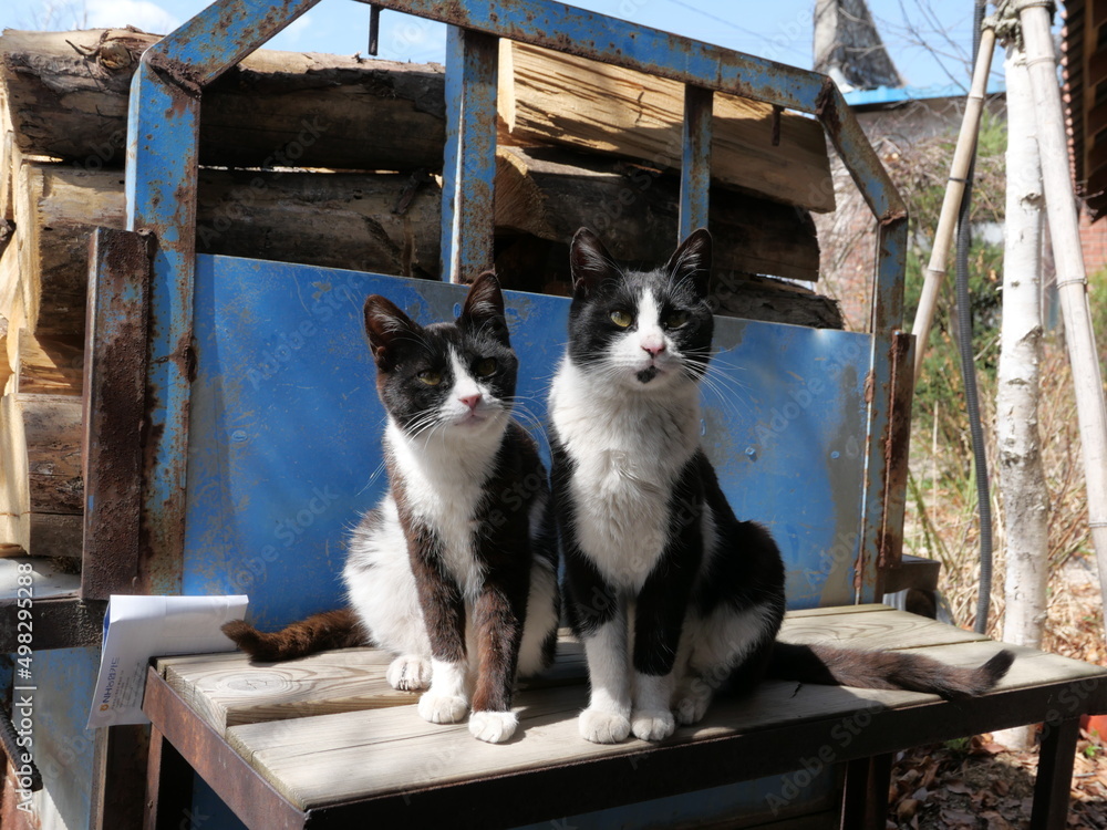한국 시골에서 만나 고양이들
