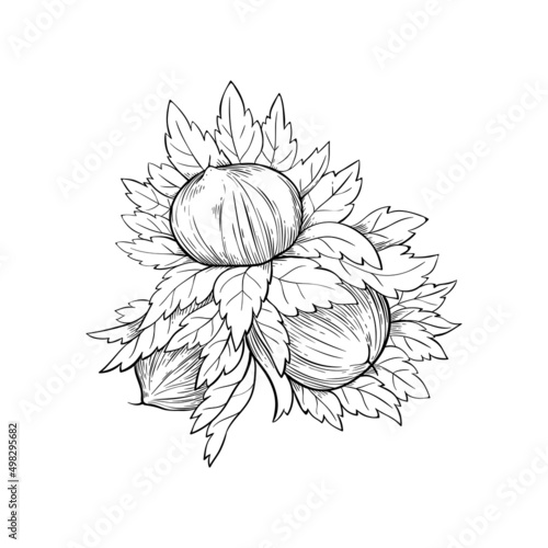 Hazelnut simple icon in sketch style. Hatched nuts for packaging or labels