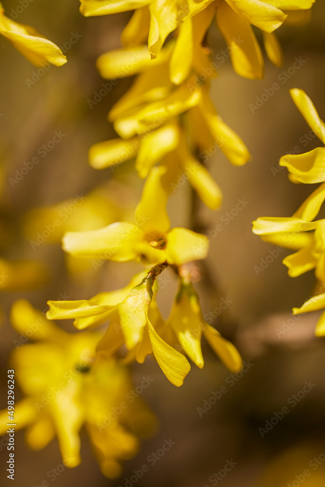 Spring blossom background. Beautiful nature scene with blooming tree. Sunny day. Spring flowers. Beautiful Orchard. Abstract blurred background. Springtime Spring blossom background. Beautiful nature scene with blooming tree. Sunny day. Spring flowers. Beautiful Orchard. Abstract blurred background. Springtime