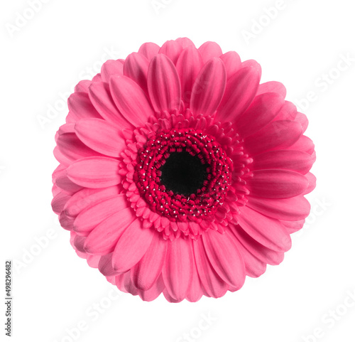 Beautiful pink gerbera flower on white background