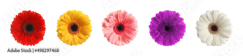 Set with different beautiful gerbera flowers on white background. Banner design