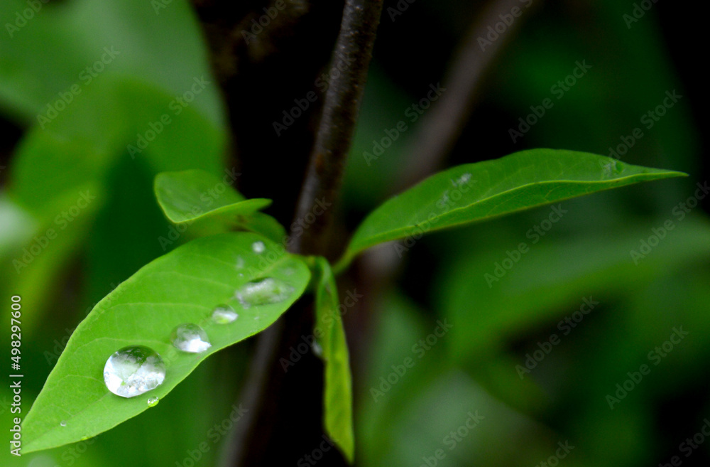 water droplets on leaves green blur background after rainstorm copy space water droplets on leaves green blur background after rainstorm copy space