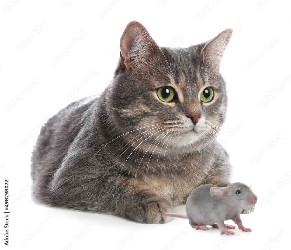 Cute tabby cat and rat on white background Cute tabby cat and rat on white background