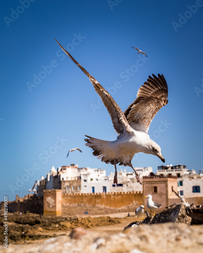 Essaouira, ciudad pesquera de la costa marroquí  