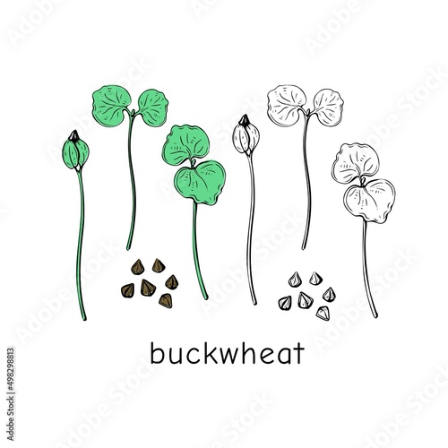 Hand drawn buckwheat micro greens. Vector illustration in sketch style isolated on white background.